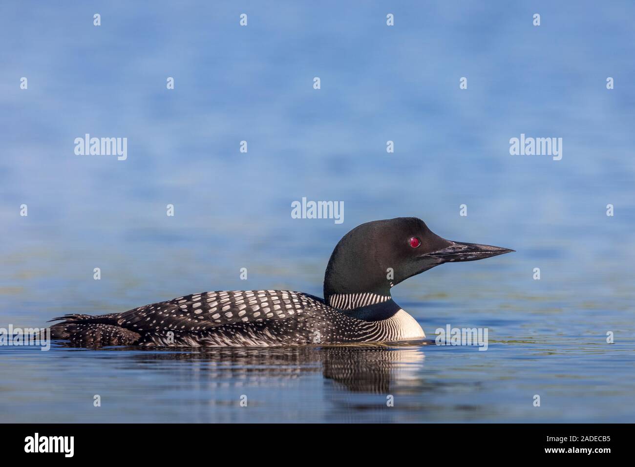 Loon comune di nuoto in Wisconsin settentrionale del lago. Foto Stock