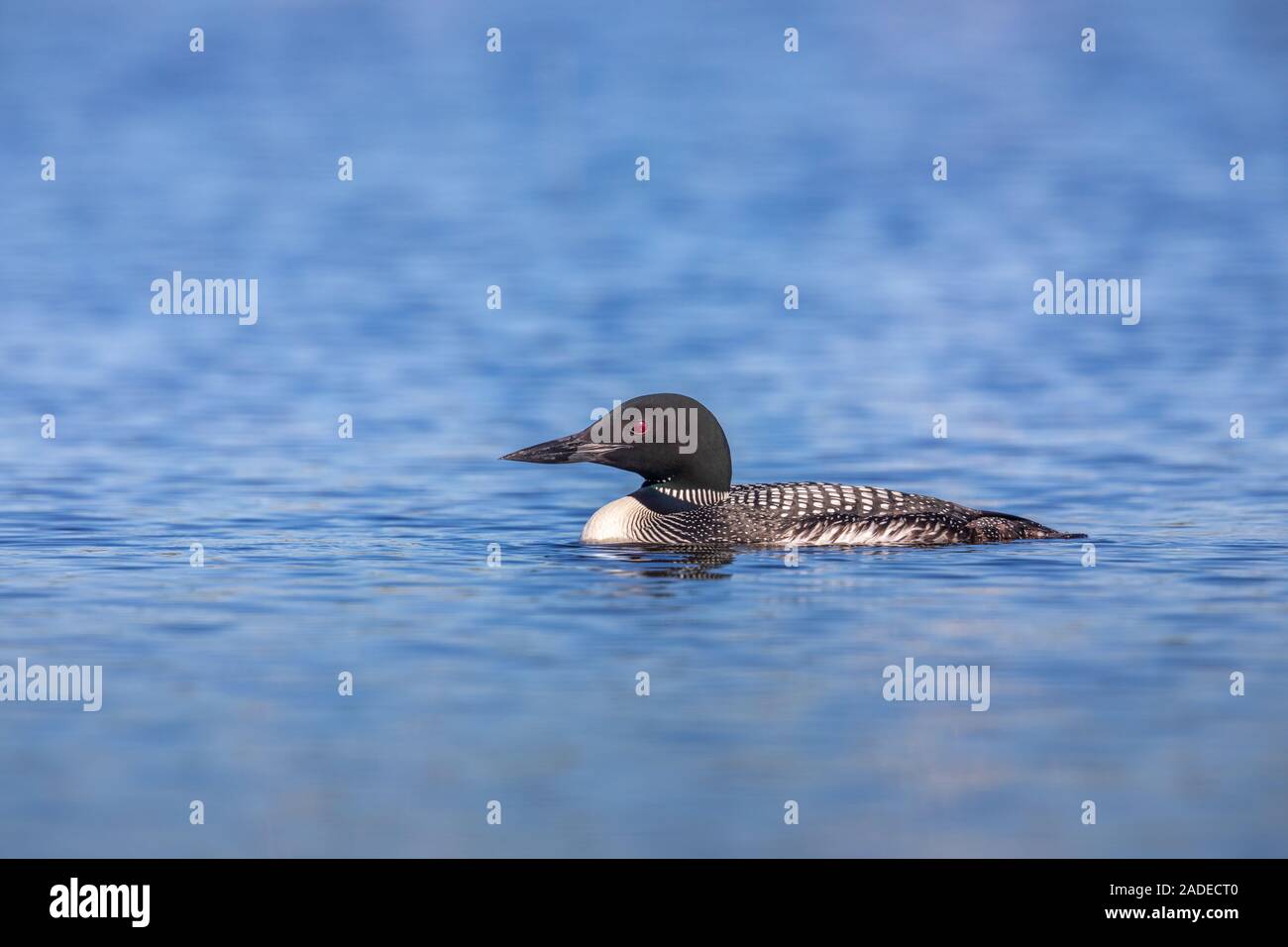 Loon comune di nuoto in Wisconsin settentrionale del lago. Foto Stock