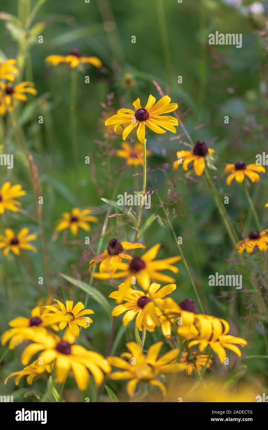 Black-eyed Susan crescendo in Wisconsin settentrionale. Foto Stock