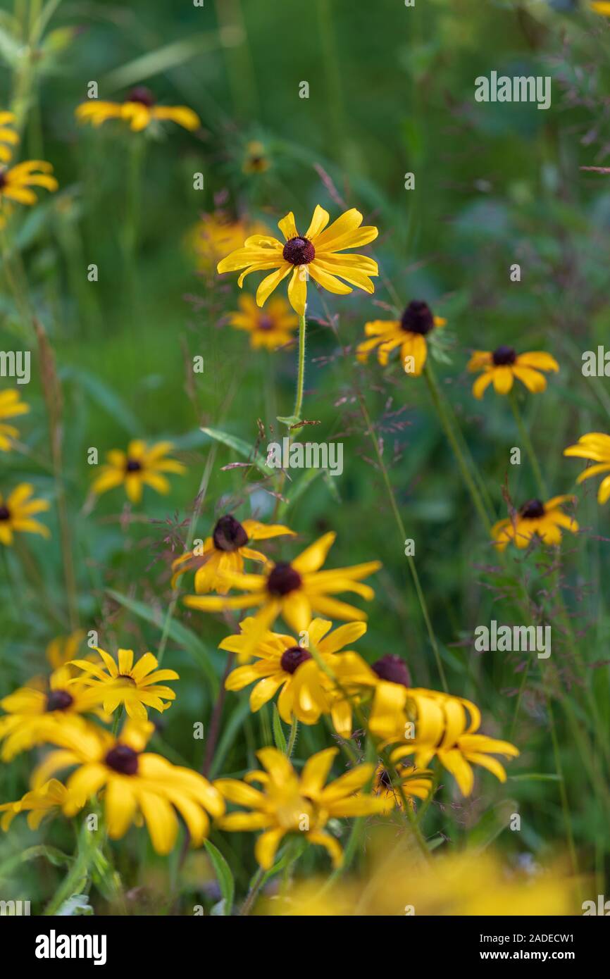 Black-eyed Susan crescendo in Wisconsin settentrionale. Foto Stock