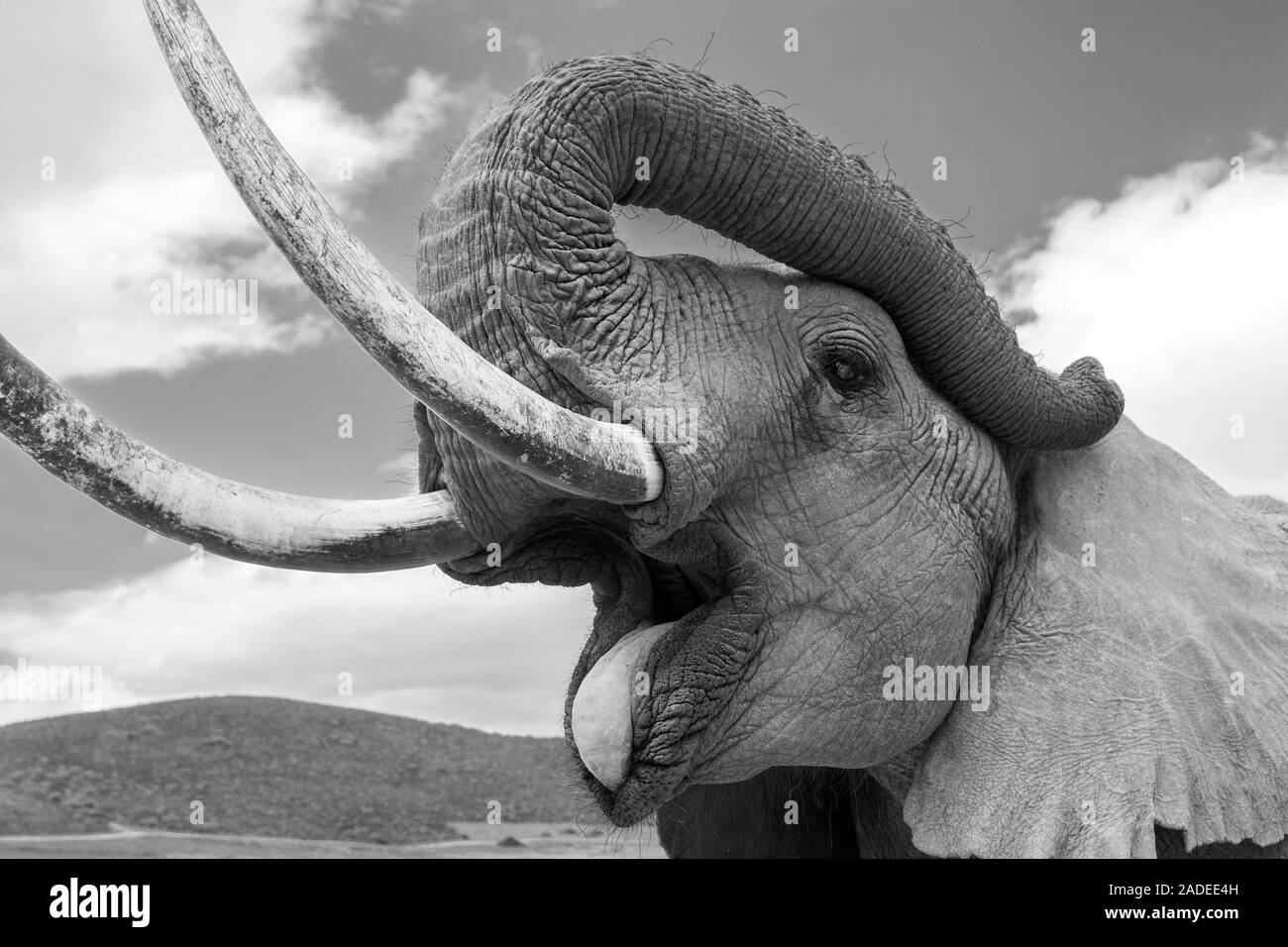 Elefante africano maschio, Indalu Game Reserve, Mossel Bay, Sud Africa. Foto Stock