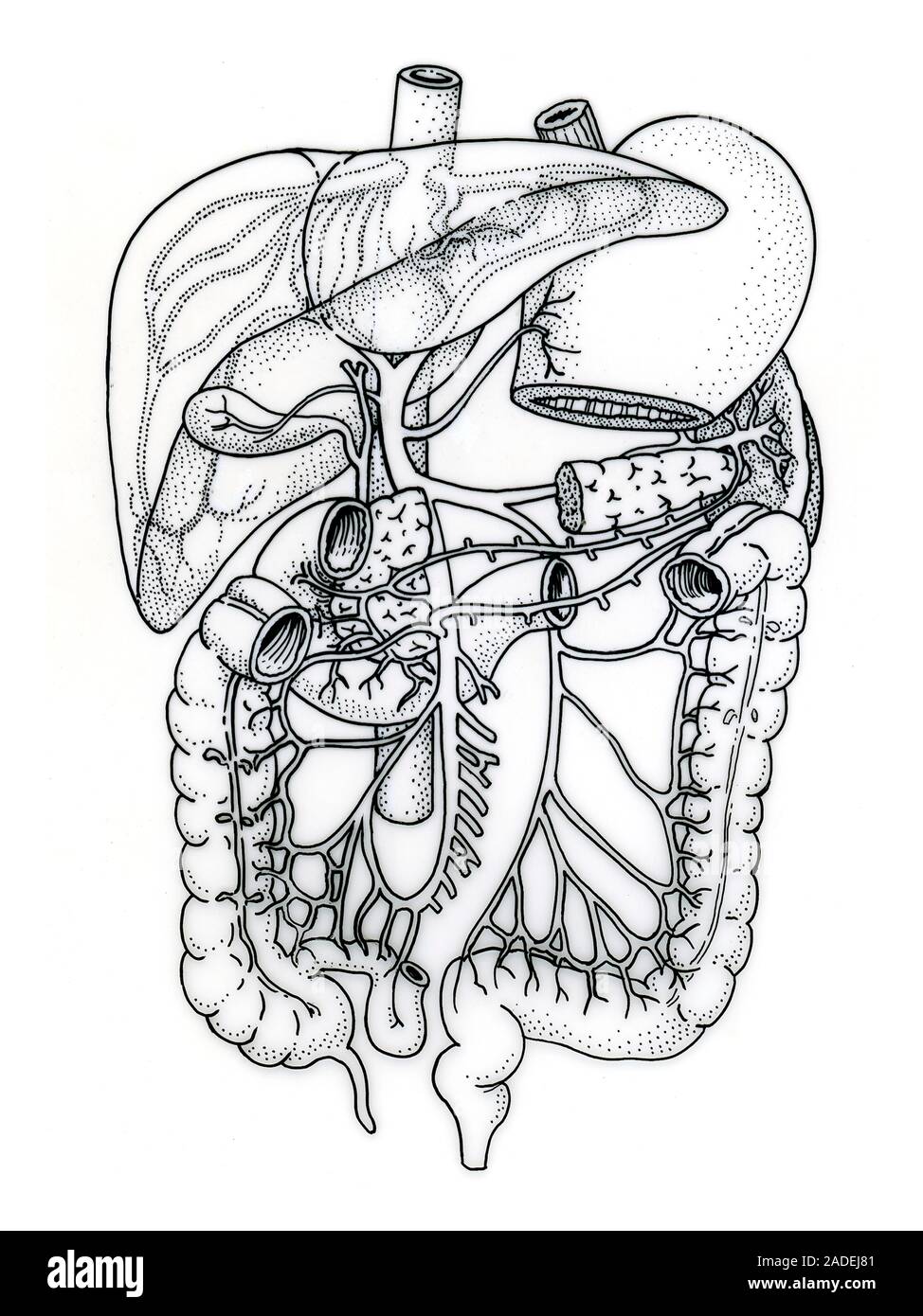 Rappresentazione schematica delle vene del portale epatica di sistema. La  vena porta entra nel fegato. Drena il sangue venoso dall'intestino, milza,  pancr Foto stock - Alamy