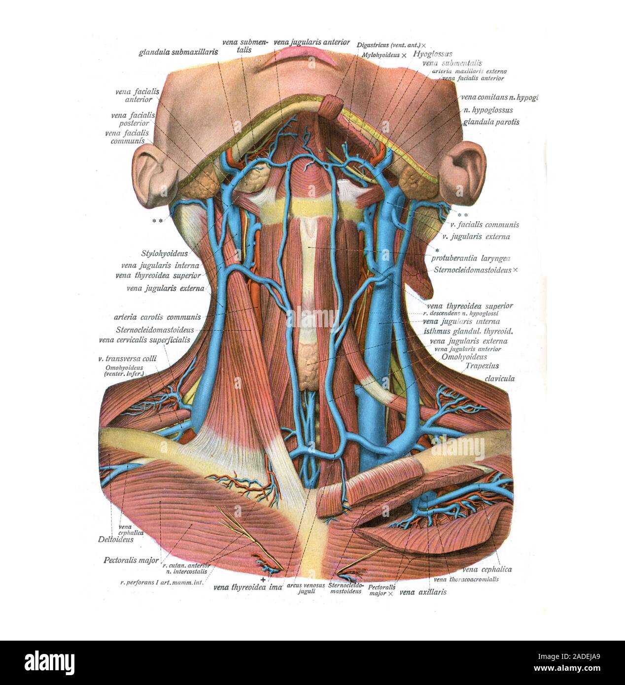 Le vene del collo, illustrazione. Sulla destra (del corpo) l'esterno della  vena giugulare è notato superficiale per la fascetta lunga-tipo di muscolo  del collo di poppa Foto stock - Alamy
