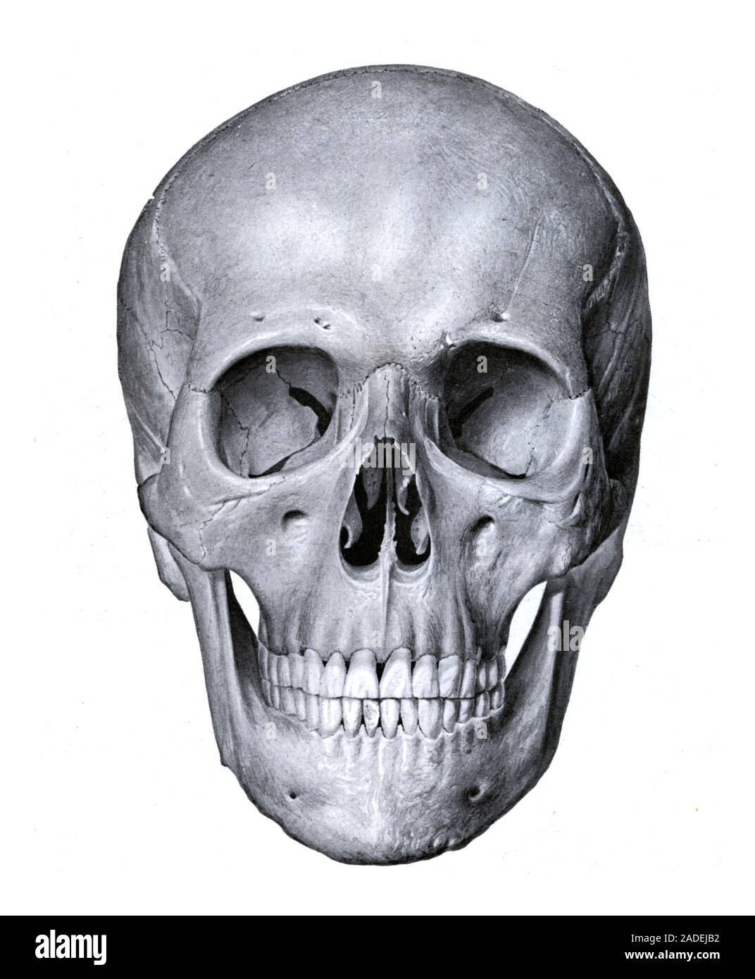 Illustrazione del teschio umano visto dalla parte anteriore. Da Sobotta, J. (1904) Atlas der deskriptiven anatomie des Menschen. Vol 1, Knochen, Bander, Gele Foto Stock