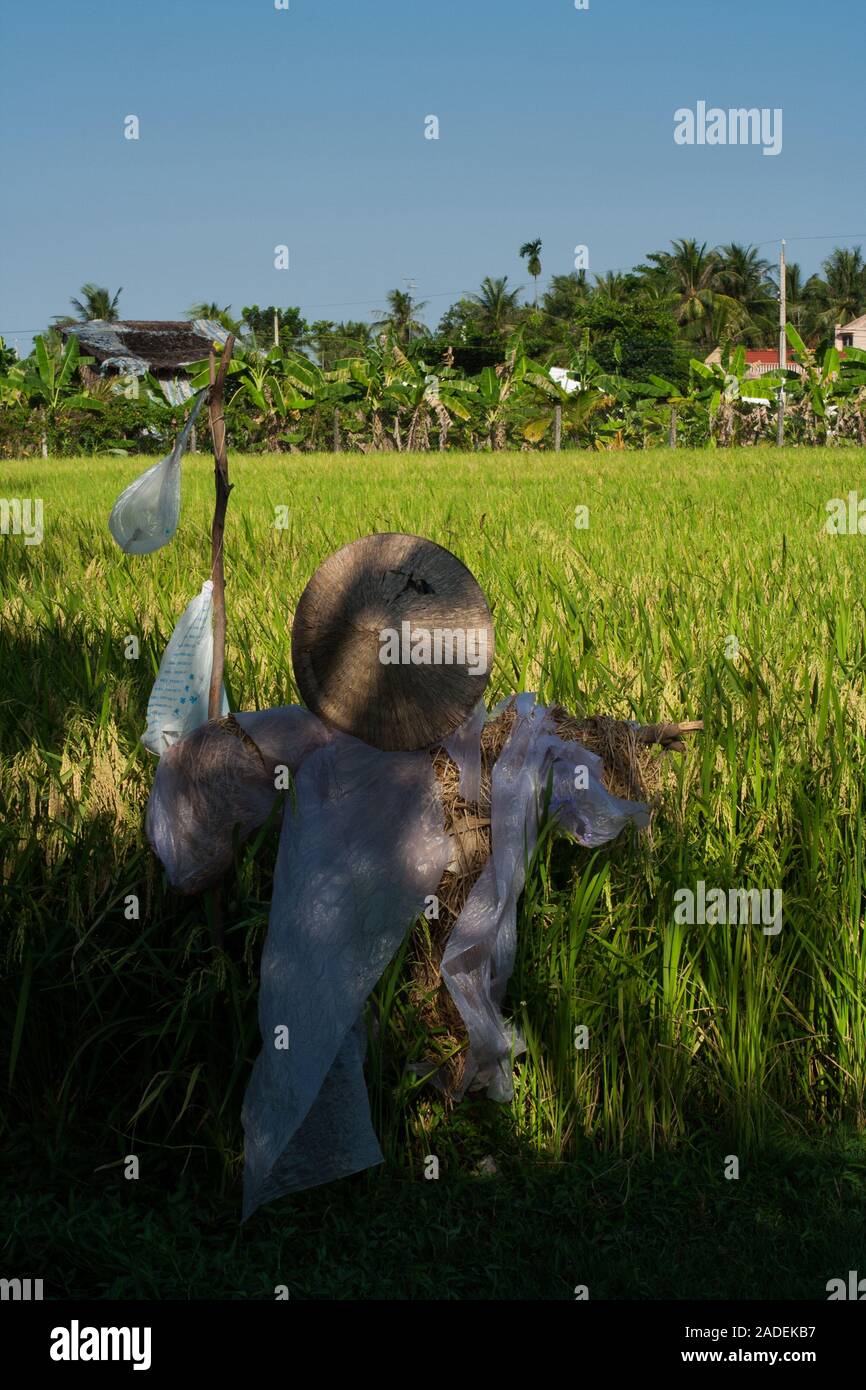 Un tipico spaventapasseri vietnamita con l'iconico cappello conico custodisce un campo di riso nella campagna di ben tre distretto, Vietnam del Sud. Foto Stock