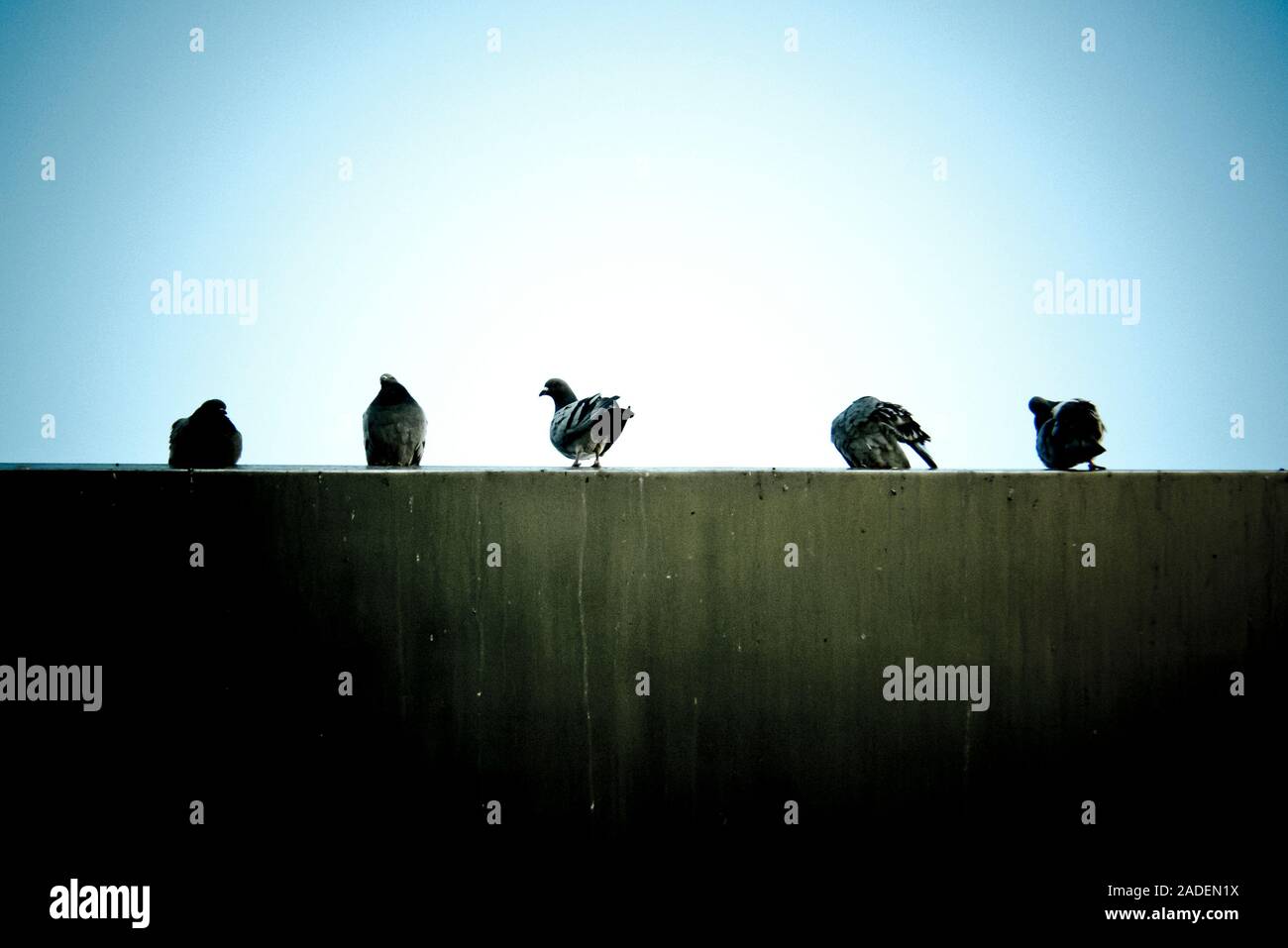 Cinque piccioni seduto su una parete Foto Stock