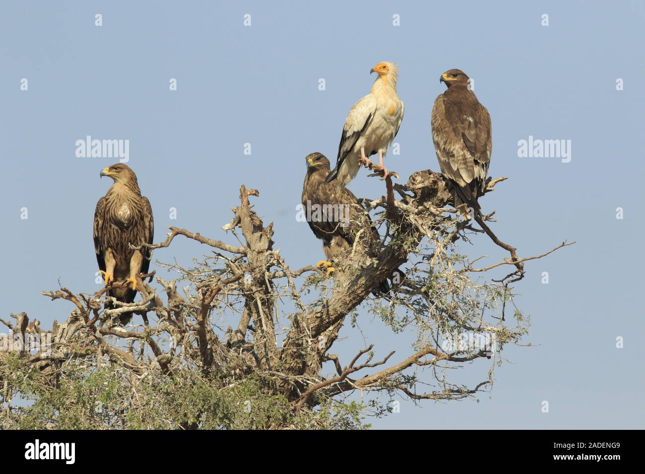 Gli uccelli di preda sulla struttura ad albero Foto Stock