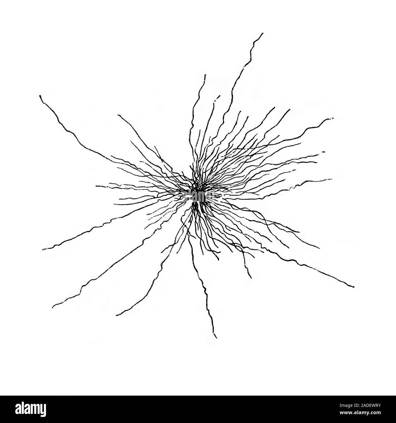 Illustrazione di un astrocita cellula dal midollo spinale. Gli astrociti sono un tipo di cellule gliali. Essi forniscono un supporto strutturale e protezione per il neurone Foto Stock