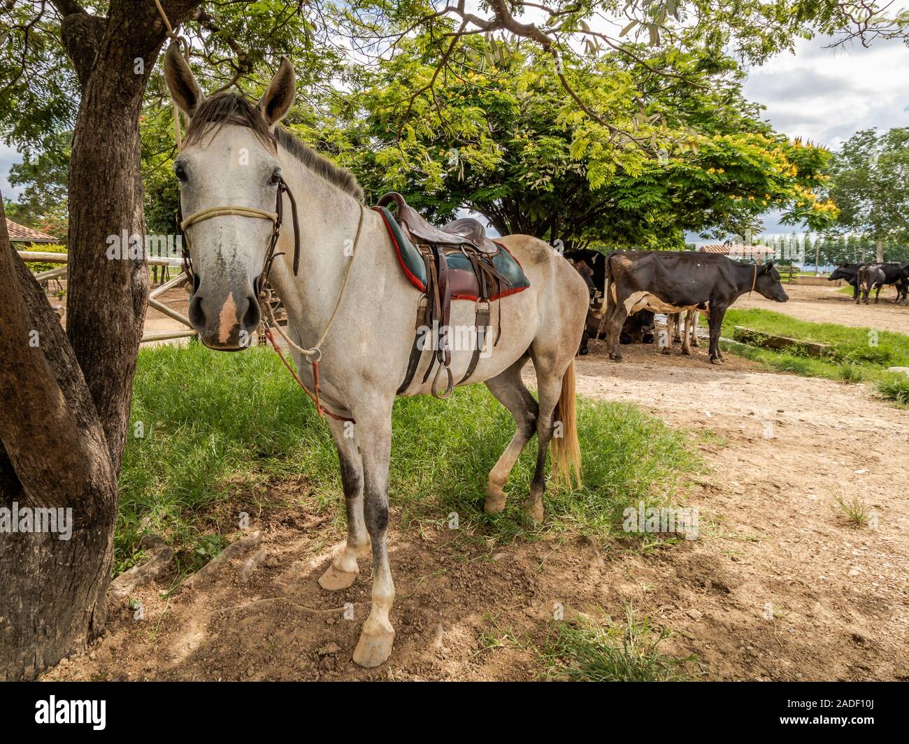 cavallo legato ad un albero in una fattoria nel Interno del Brasile Foto Stock