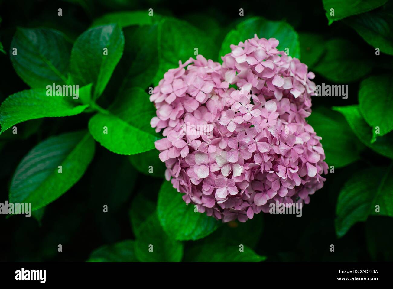 Natura foto con stile con close up bright foglie verdi e i fiori viola di lilla. Foto Stock