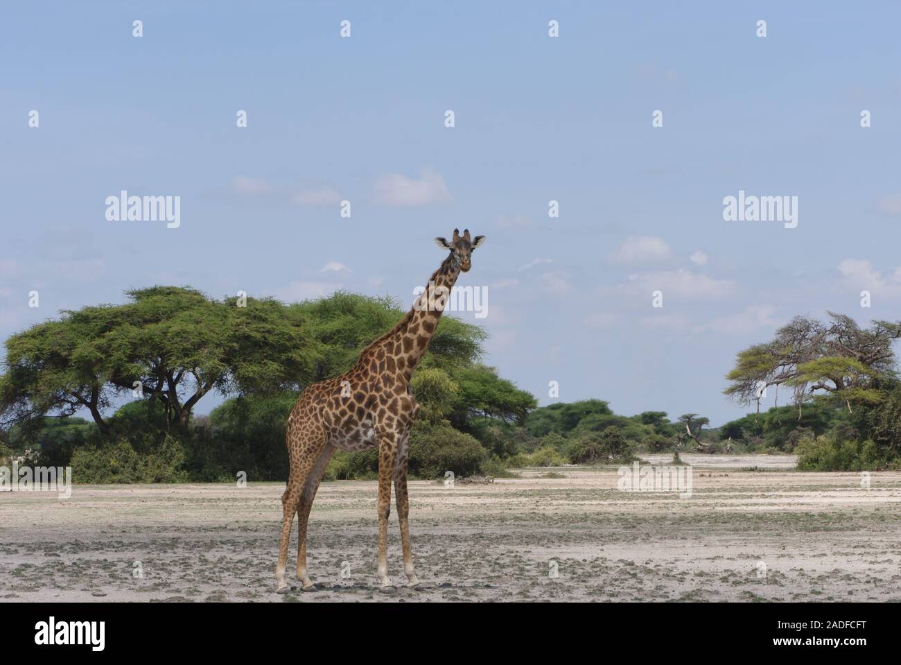Un lone Masai giraffe (Giraffa camelopardalis tippelskirchii) sorge in una patch di sabbia tra il verde degli alberi. Sinya Wildlife Management Area, Tanzania. Foto Stock