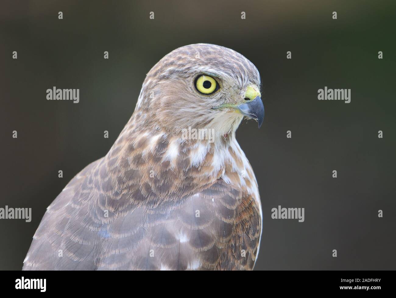 Raptor, uccello da preda, bird eye, feroce, occhio, shikra, sparviero uccello selvatico, sfondo marrone, uccello ritratto, profilo laterale, Hawk, hawkeye Foto Stock