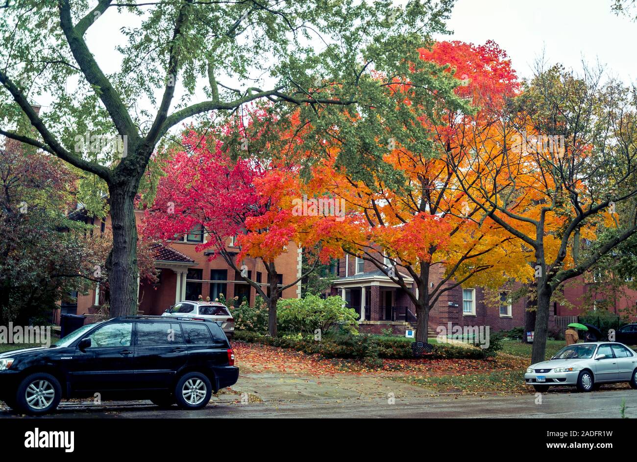 Albero con orange fogliame di autunno in Hyde Park quartiere, Chicago, Illinois, Stati Uniti d'America Foto Stock