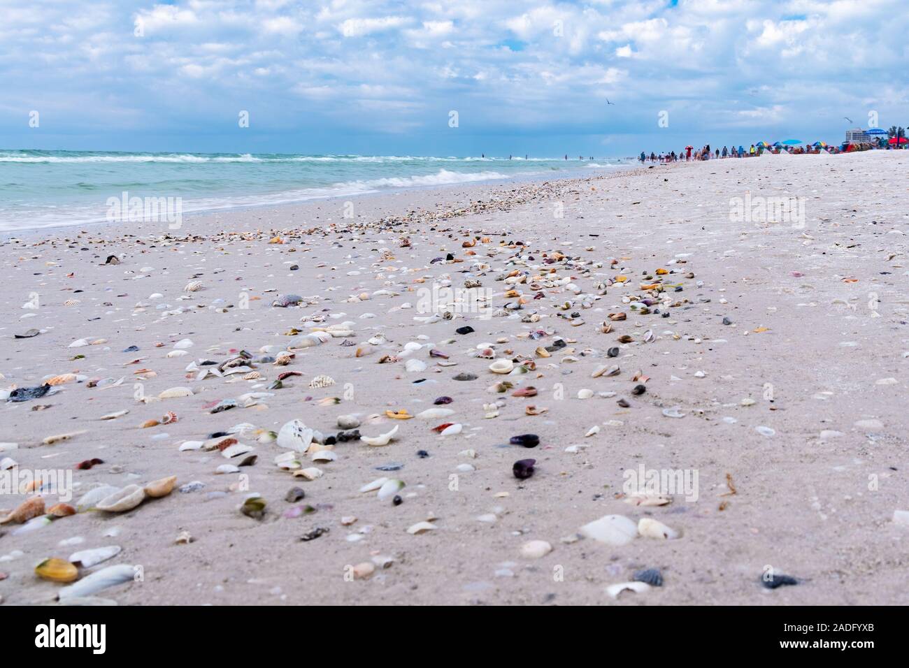 Conchiglie di mare sulla Siesta Key Beach sulla costa occidentale della Florida, famoso per immacolate spiagge di sabbia bianca e soleggiato tutto l'anno Foto Stock