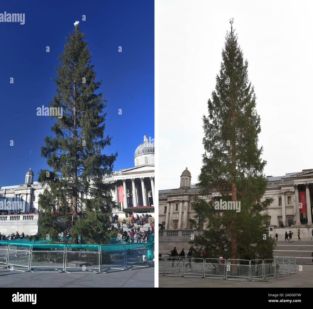 L'albero di Natale in Trafalgar Square dopo essere stata messa su Mercoledì (sinistra) e l'albero dopo essere stato messo nel dicembre 2014. Un albero è fornito ogni anno dalla città di Oslo come un token norvegese di gratitudine al popolo di Londra per la loro assistenza durante la Seconda Guerra Mondiale e il cui verranno accese le luci di giovedì sera. Foto Stock