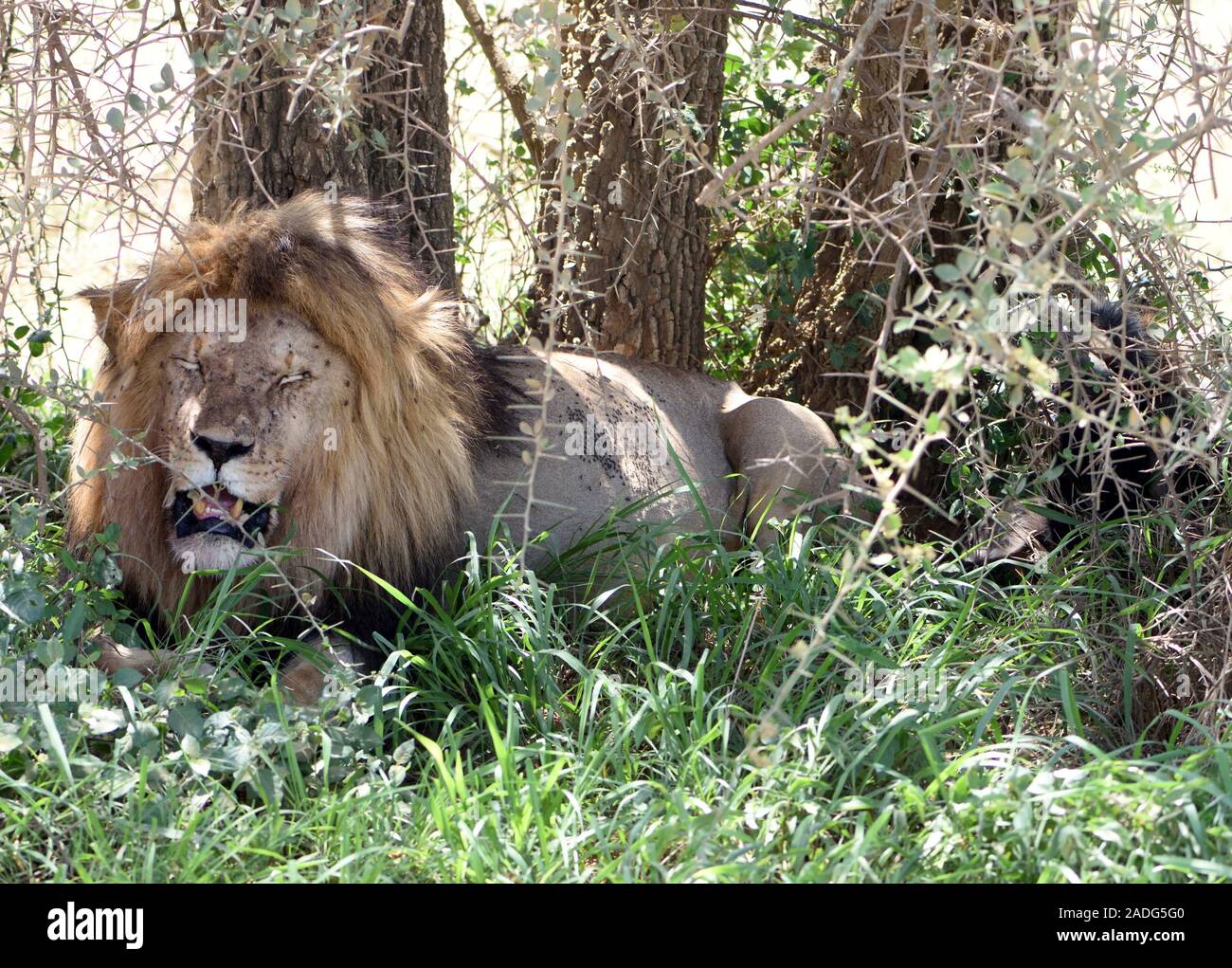 Un maschio di leone (Panthera leo), il suo stomaco pancia gonfia di un  recente pasto, riposa all'ombra di un albero in cui ha trascinato i resti  dell'animale che ha Foto stock -