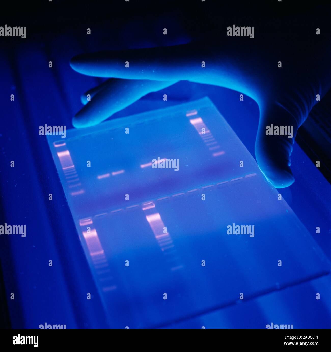 Ricerca di DNA. DNA (acido desossiribonucleico) di fluorescenza di gel sotto luce ultravioletta (UV). Il DNA è la molecola che controlla la crescita e lo sviluppo o Foto Stock