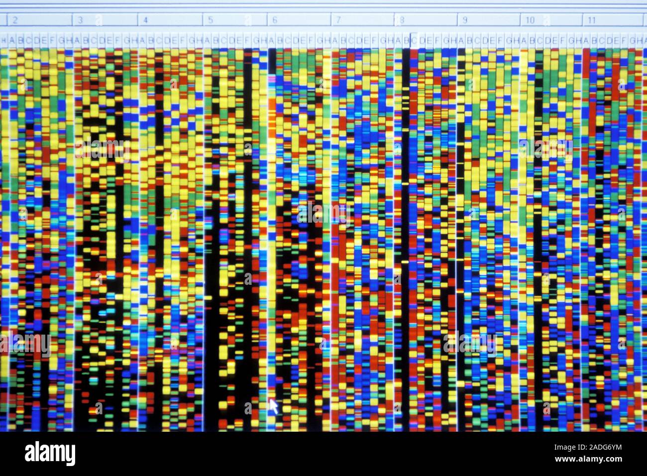 Analisi genetica. Computer La schermata mostra bande di colore risultante dalla sequenza del DNA (acido desossiribonucleico). Il sequenziamento del DNA determina la exac Foto Stock