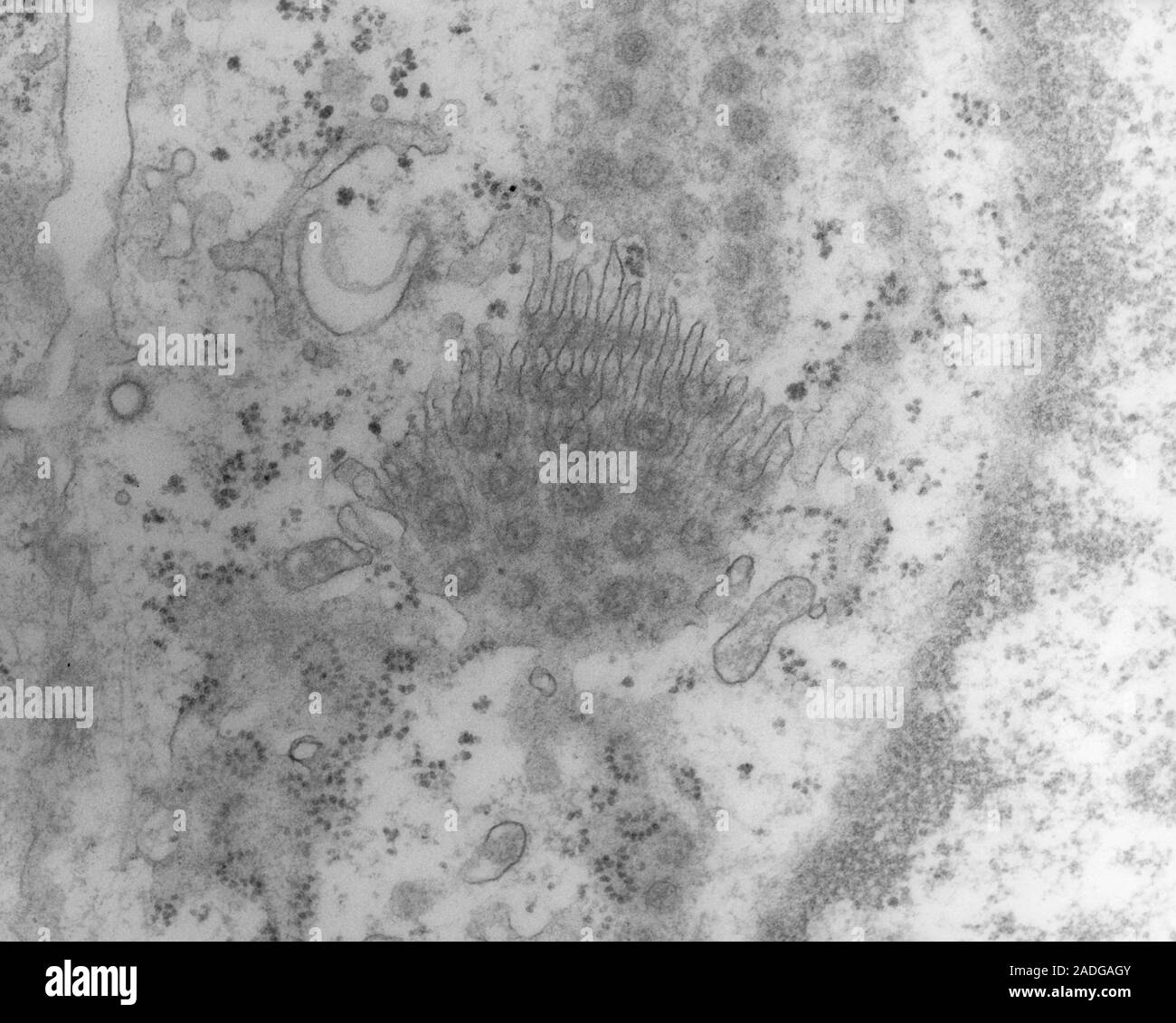 Nucleo cellulare membrana. Microscopio elettronico a trasmissione (TEM) di  una sezione attraverso una parte della membrana nucleare di una cellula di  rene rivelando sue centrali nucleari Foto stock - Alamy