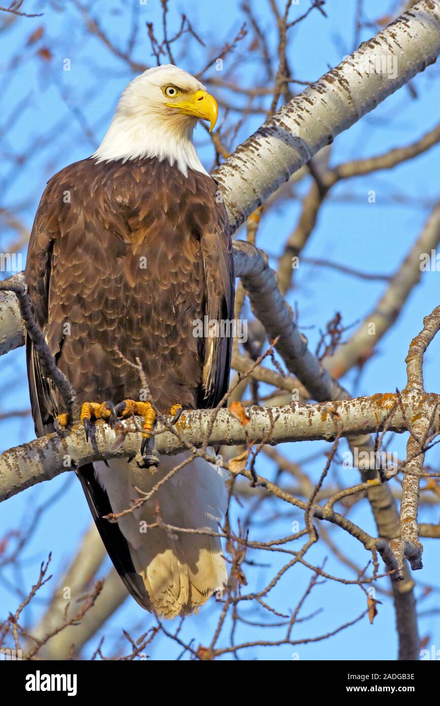 Aquila calva seduto in Aspen Tree, caccia, avviso, guardando verso il basso. Foto Stock