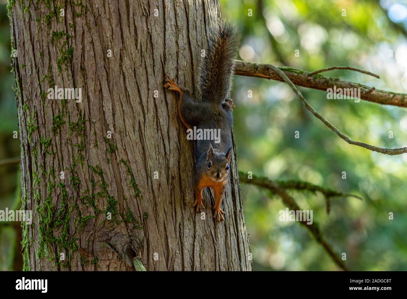 Vari animali selvatici nel loro habitat naturale Foto Stock