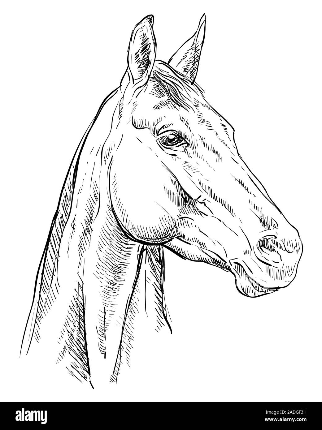 Disegno a mano cavallo ritratto. Testa di cavallo in profilo in colore nero isolato su sfondo nero. Vettore di disegno a mano illustrazione. In stile retrò ritratto Illustrazione Vettoriale