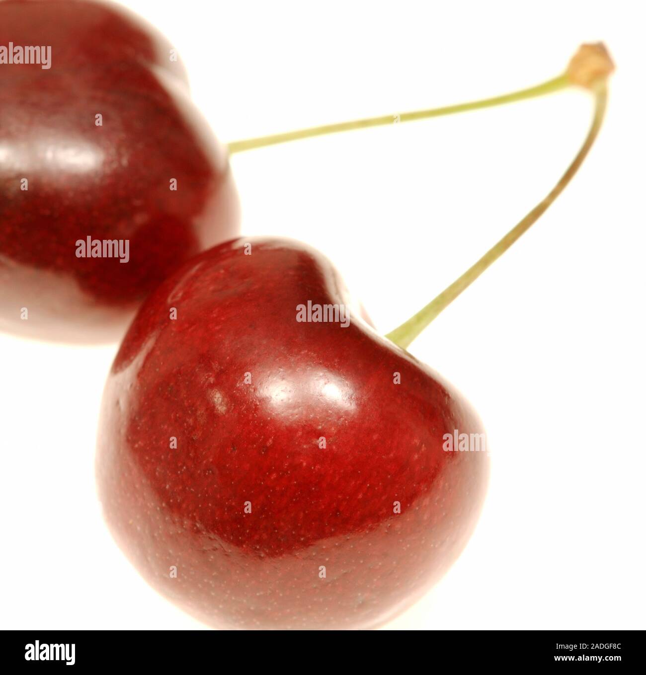 Ciliegie mature (Prunus cerasus) sui peduncoli Foto stock - Alamy