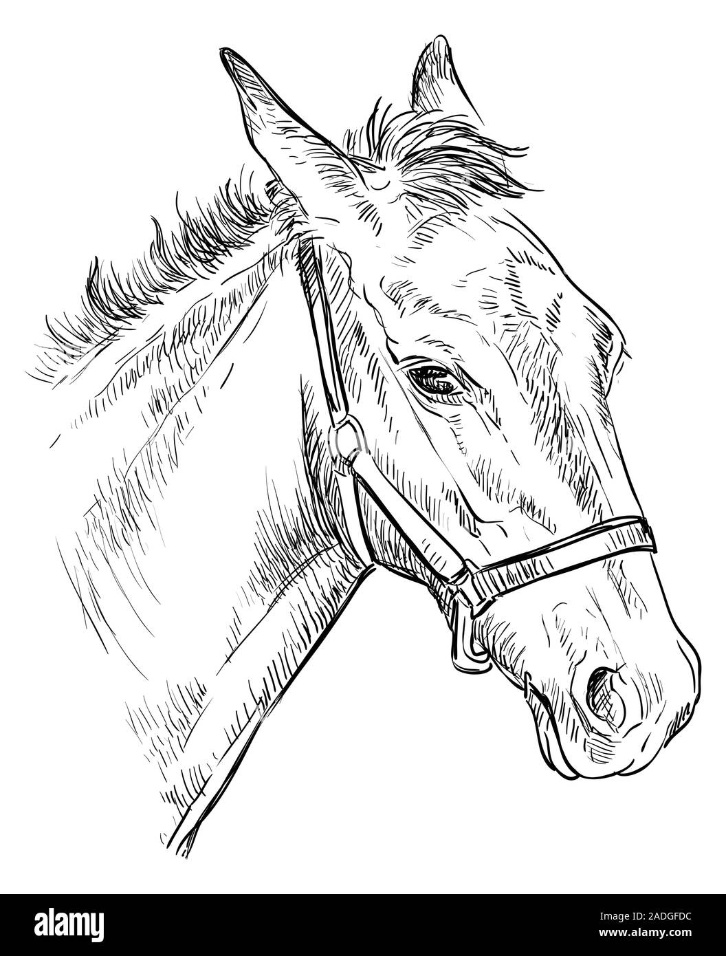 Ritratto di puledro con halter. Giovani testa di cavallo in profilo colore nero isolato su sfondo bianco. Vettore di disegno a mano illustrazione. In stile retrò portrai Illustrazione Vettoriale
