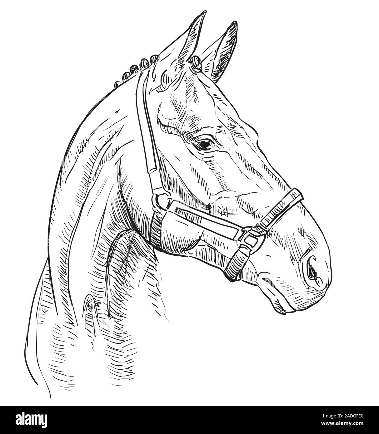 Ritratto di cavallo con la briglia. Testa di cavallo in profilo in colore nero isolato su sfondo nero. Vettore di disegno a mano illustrazione. In stile retrò ritratto Illustrazione Vettoriale
