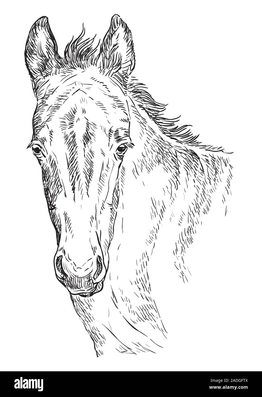 Simpatici pony puledro in verticale. Giovani pony testa in colore nero isolato su sfondo bianco. Vettore di disegno a mano illustrazione. In stile retrò ritratto di pony f Illustrazione Vettoriale