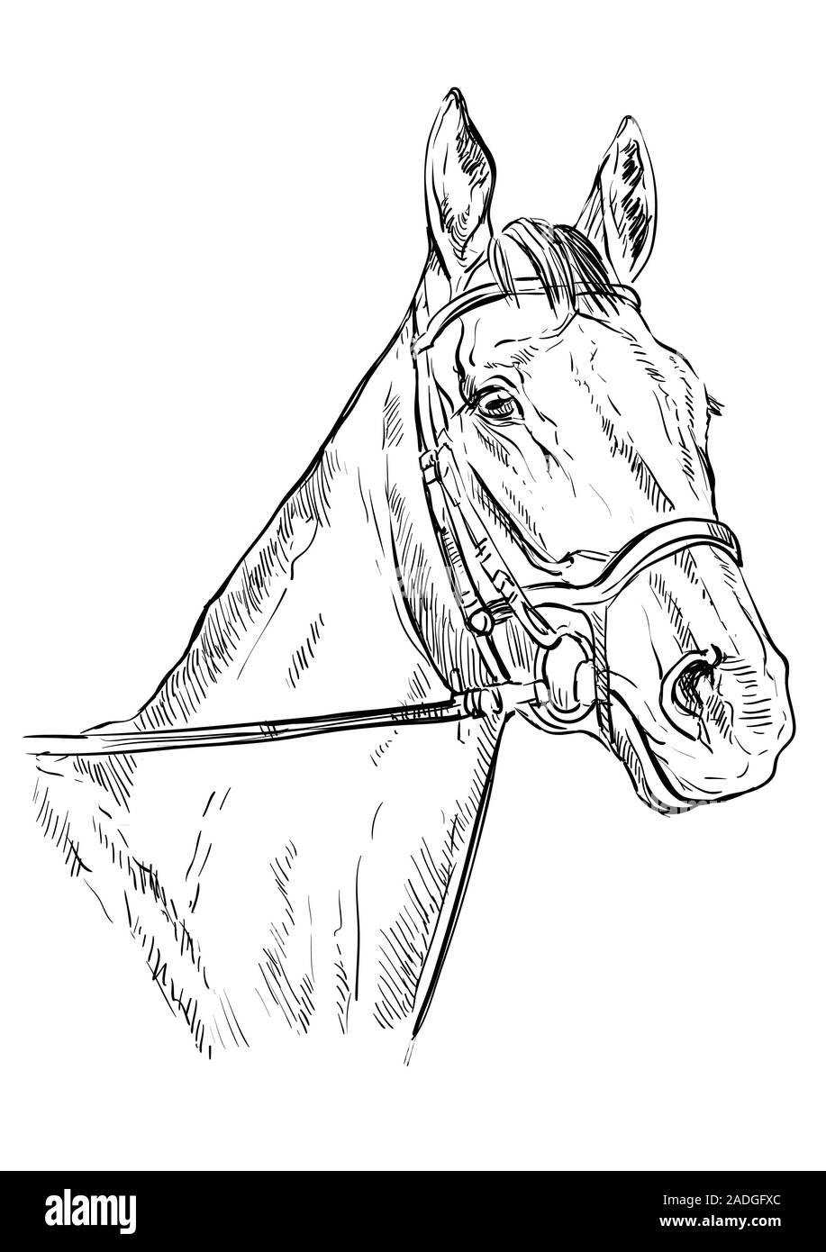 Ritratto di cavallo con la briglia. Testa di cavallo in colore nero isolato su sfondo bianco. Vettore di disegno a mano illustrazione. In stile retrò ritratto di cavallo. Illustrazione Vettoriale