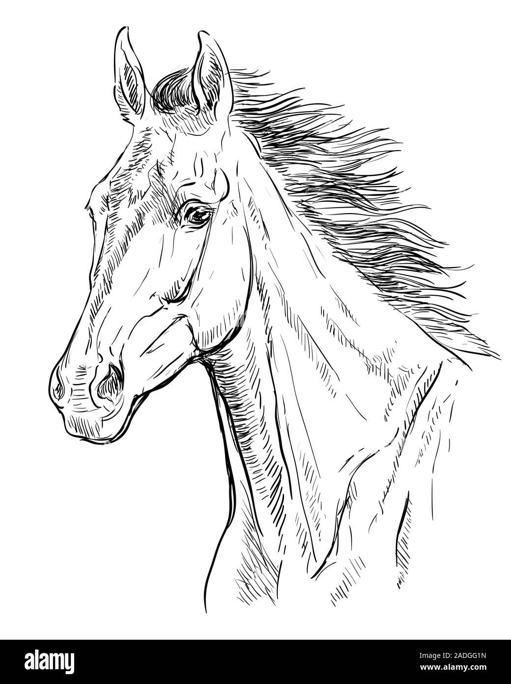 Disegno a mano cavallo ritratto. Testa di cavallo con lunga criniera in colore nero isolato su sfondo bianco. Vettore di disegno a mano illustrazione. In stile retrò port Illustrazione Vettoriale
