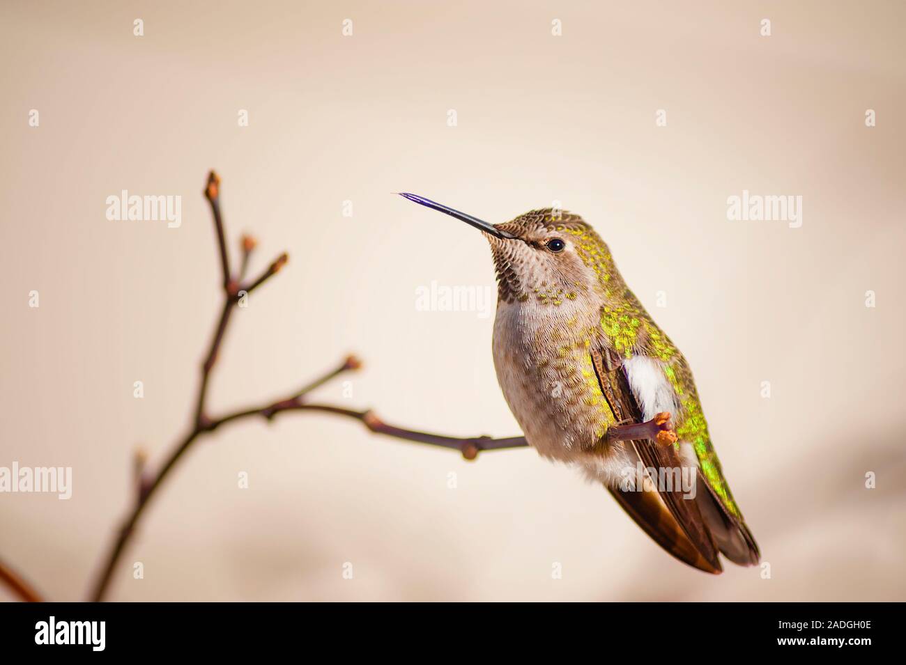 Anna Hummingbird vive l anno in Portland, Oregon area. Questa piccola creatura si siede su un ramo di un giapponese di acero in mattina presto. Foto Stock
