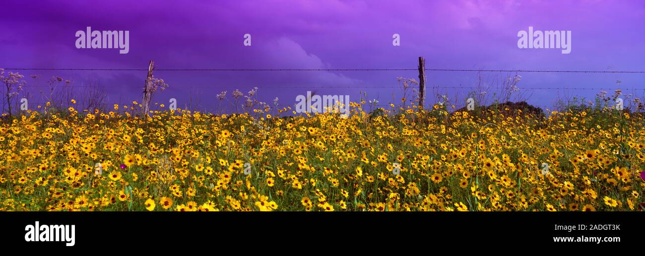 Campo dei Fiori coreopsis, Texas, Stati Uniti d'America Foto Stock