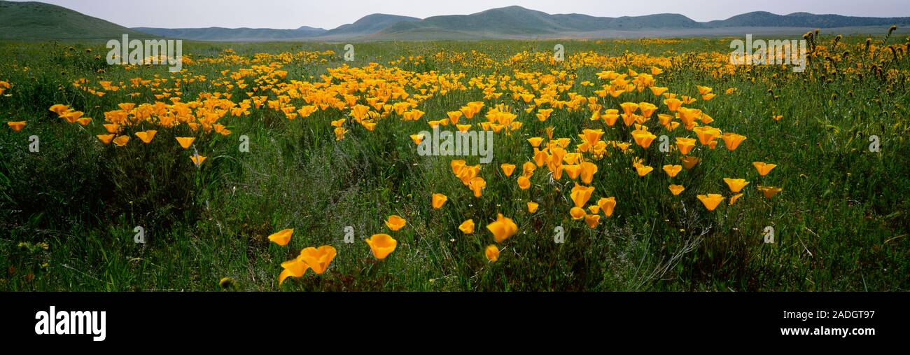 Poppies in un campo, Carrizo Plain, San Luis Obispo County, California, Stati Uniti d'America Foto Stock