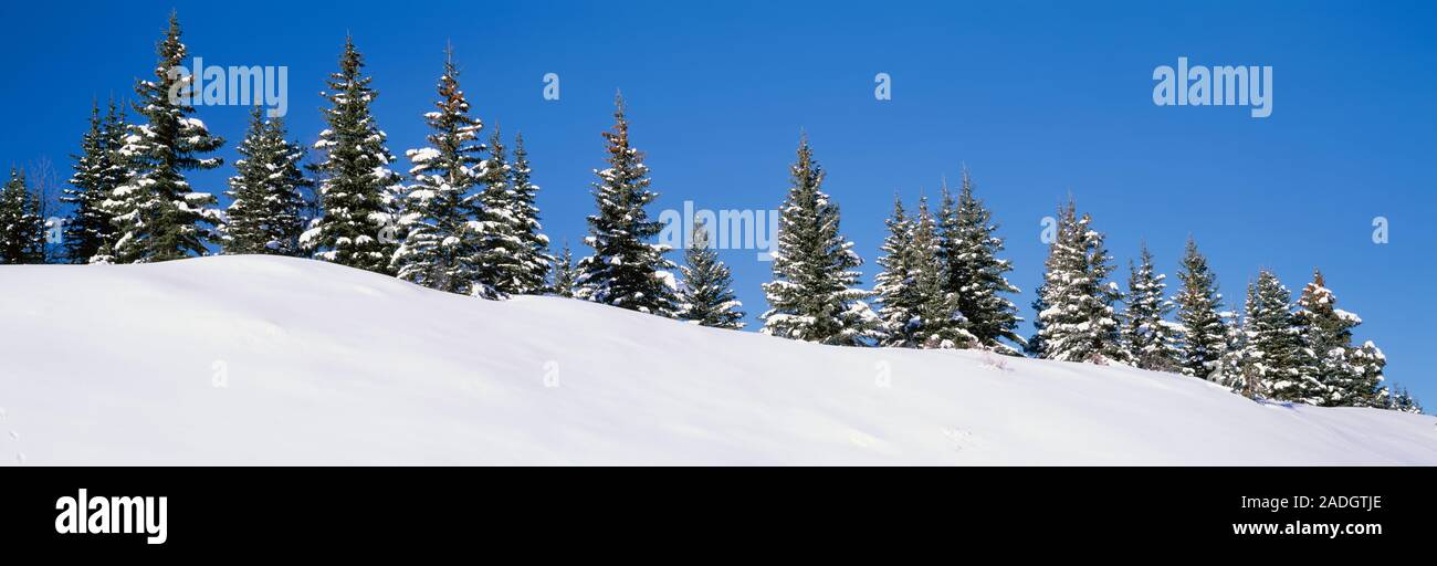Basso angolo vista di abeti, San Juan Mountains, Colorado, STATI UNITI D'AMERICA Foto Stock
