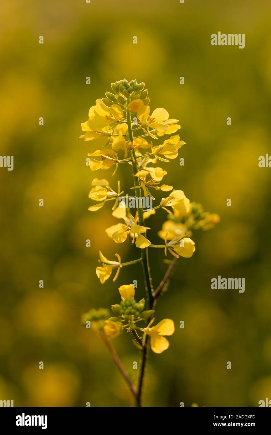 Centauria gialla / erba di San Giovanni (Hypericum perforatum) Foto Stock