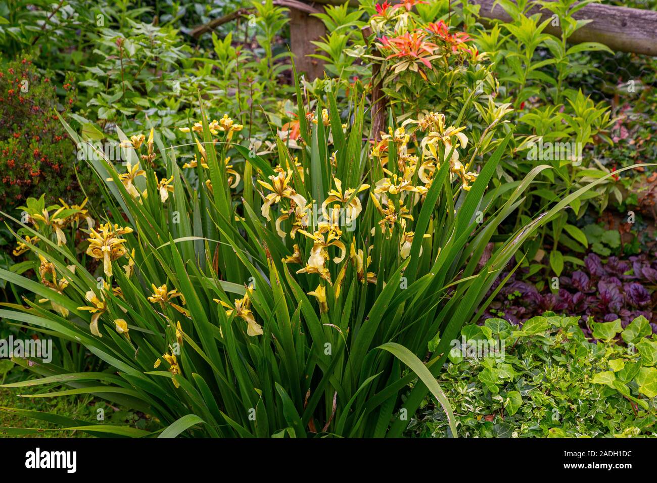 Confine erbaceo con Iris foetidissima Foto Stock