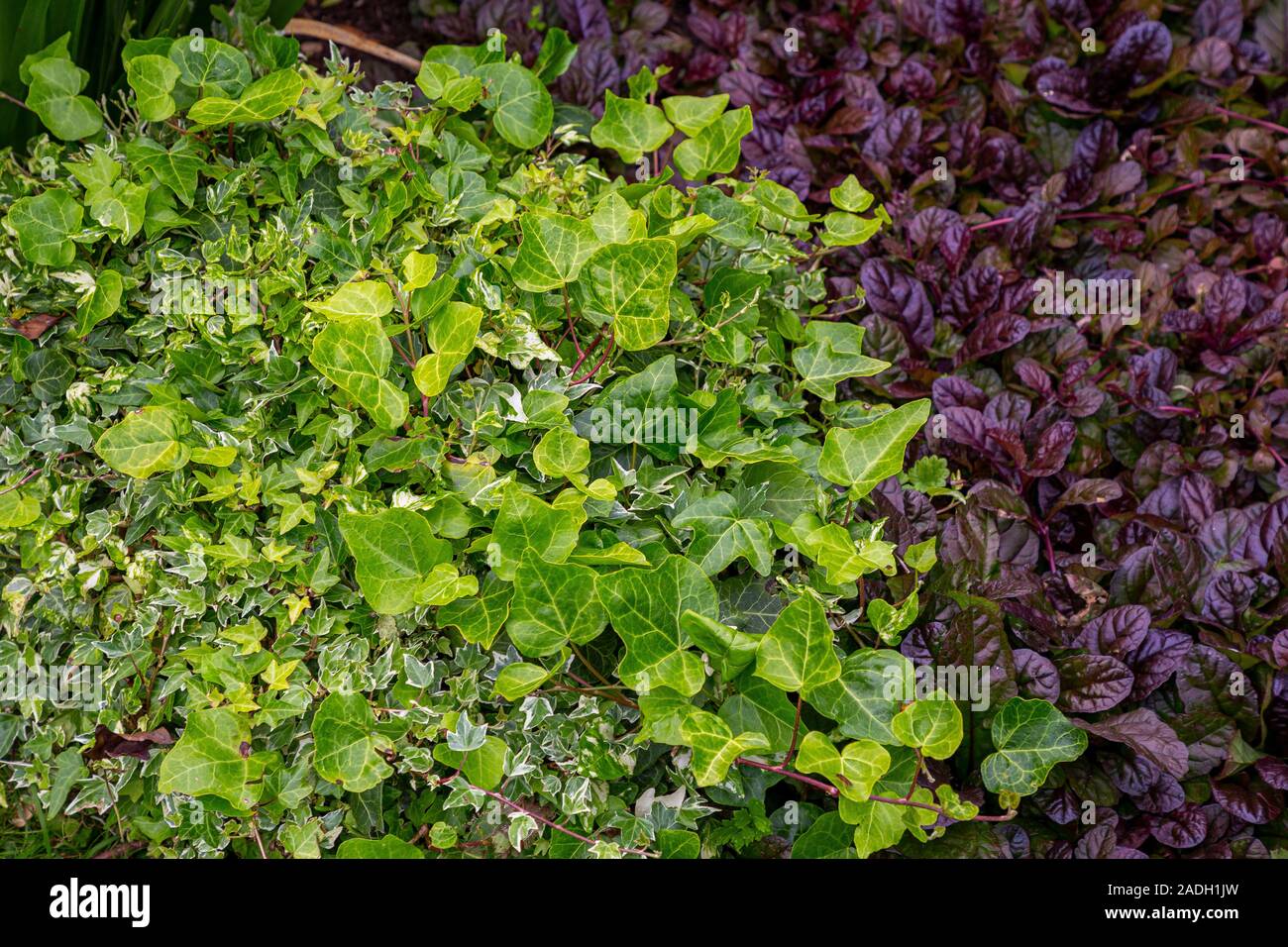Ajuga reptans, Ivy e variegata di edera Foto Stock