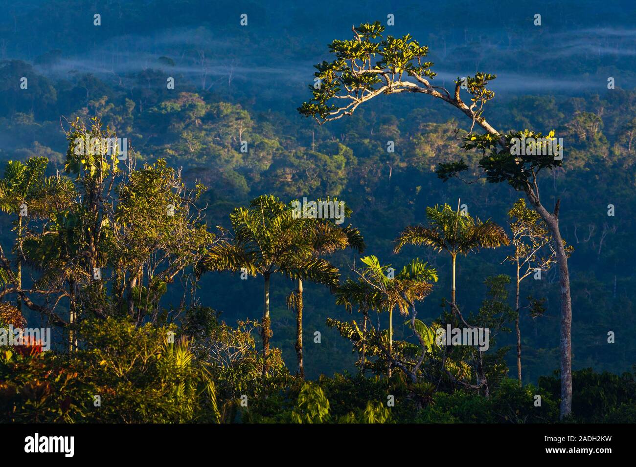 Paesaggio di Panama con la luce del mattino presto nella foresta pluviale a Garduk nella natura selvaggia di Nargana, Repubblica di Panama, America Centrale. Foto Stock