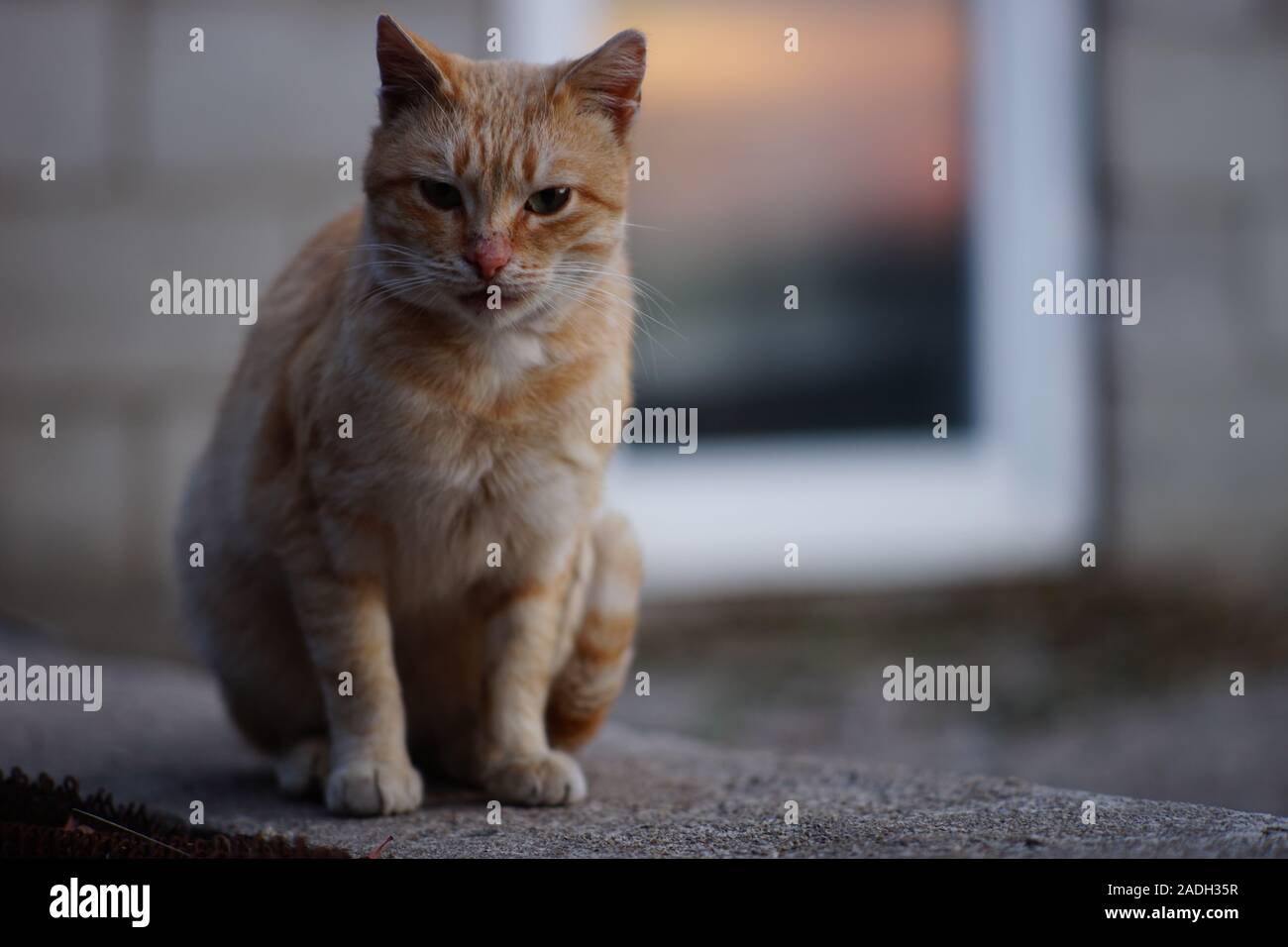 Senzatetto gatto rosso si siede su una soletta di calcestruzzo contro lo sfondo di una porta di vetro con un riflesso del tramonto. Foto Stock