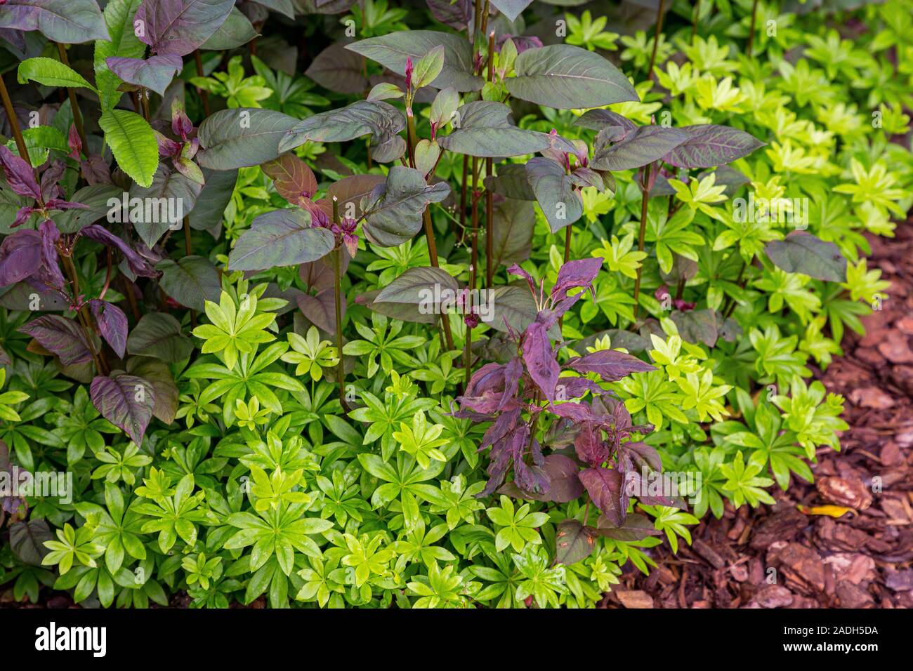 Lysimachia ciliata 'petardo' underplanted con Galium odoratum Foto Stock