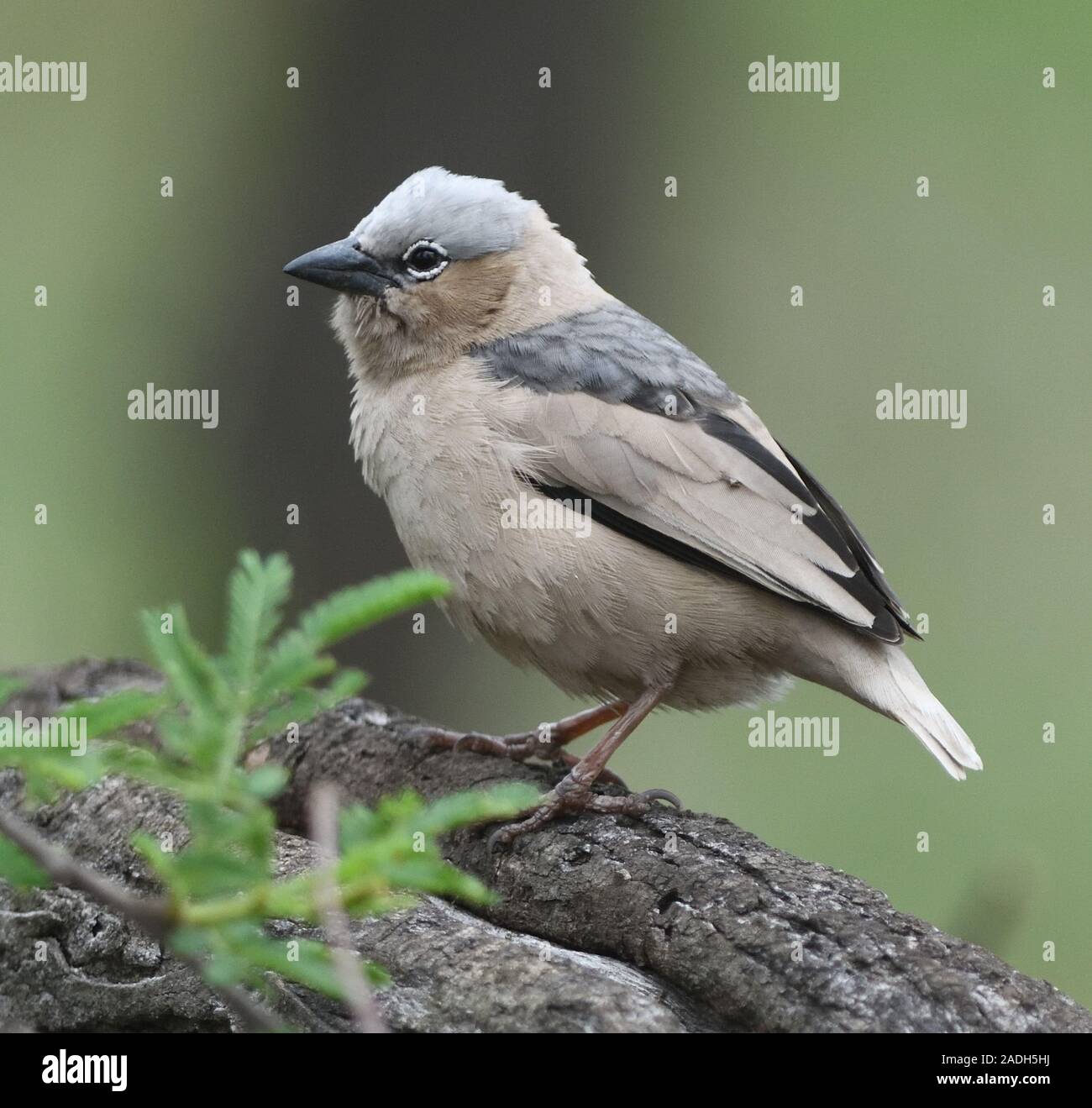 Un tessitore sociale grigio (Pseudonigrita arnaudi) Parco Nazionale Serengeti, Tanzania. Foto Stock
