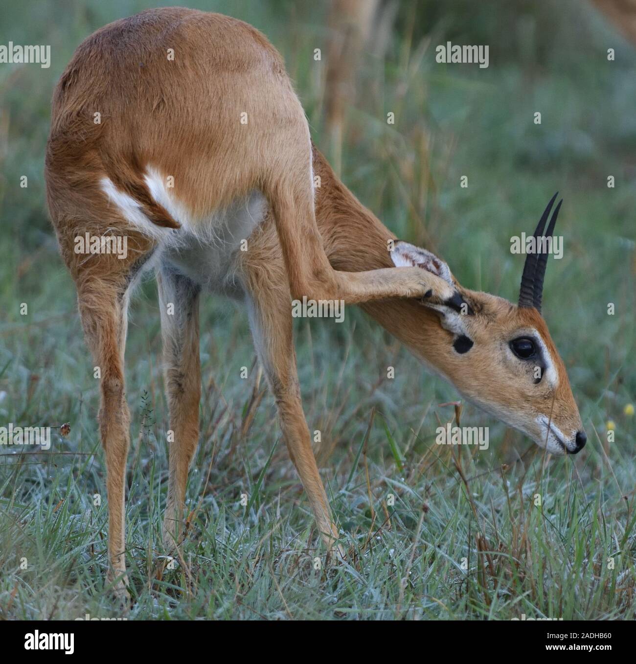 Un maschio (oribi Ourebia ourebi) stallieri la sua schiena. Parco Nazionale del Serengeti, Tanzania. Foto Stock