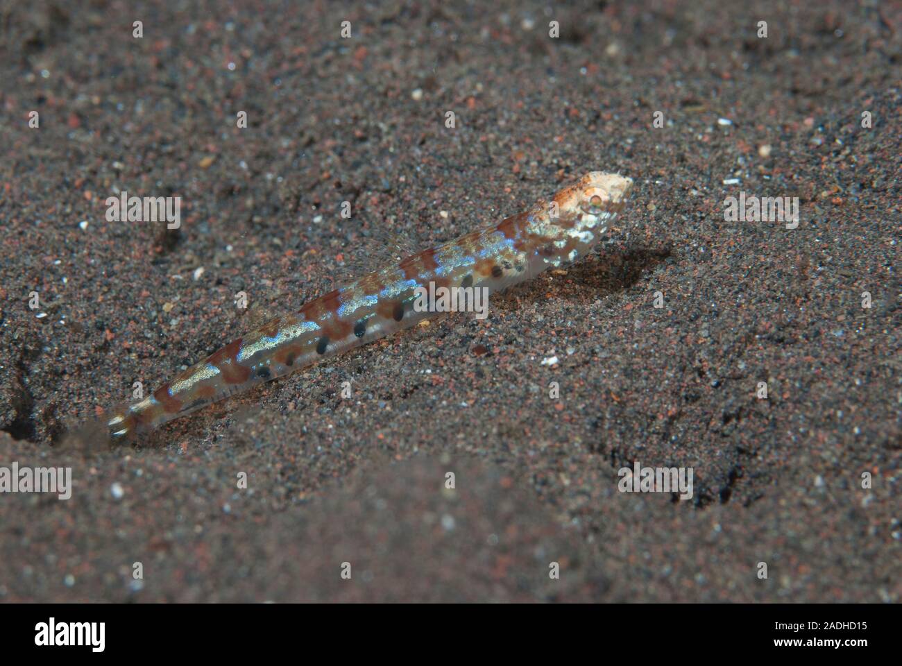 Reef lizardfish Synodus variegatus Foto Stock