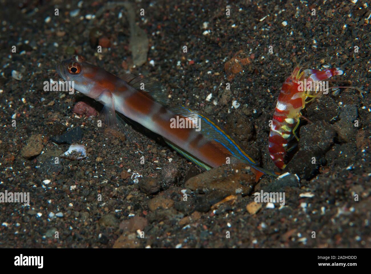 Flag-Tail Shrimp-Goby Amblyeleotris yanoi Foto Stock