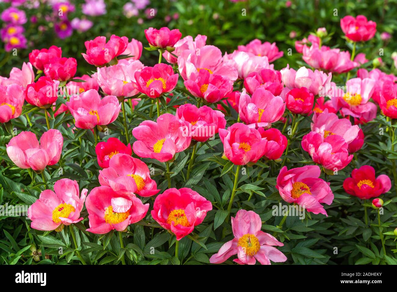 Rosa peonia fiori Paeonia "fiamma" in piena fioritura di peonie Foto Stock