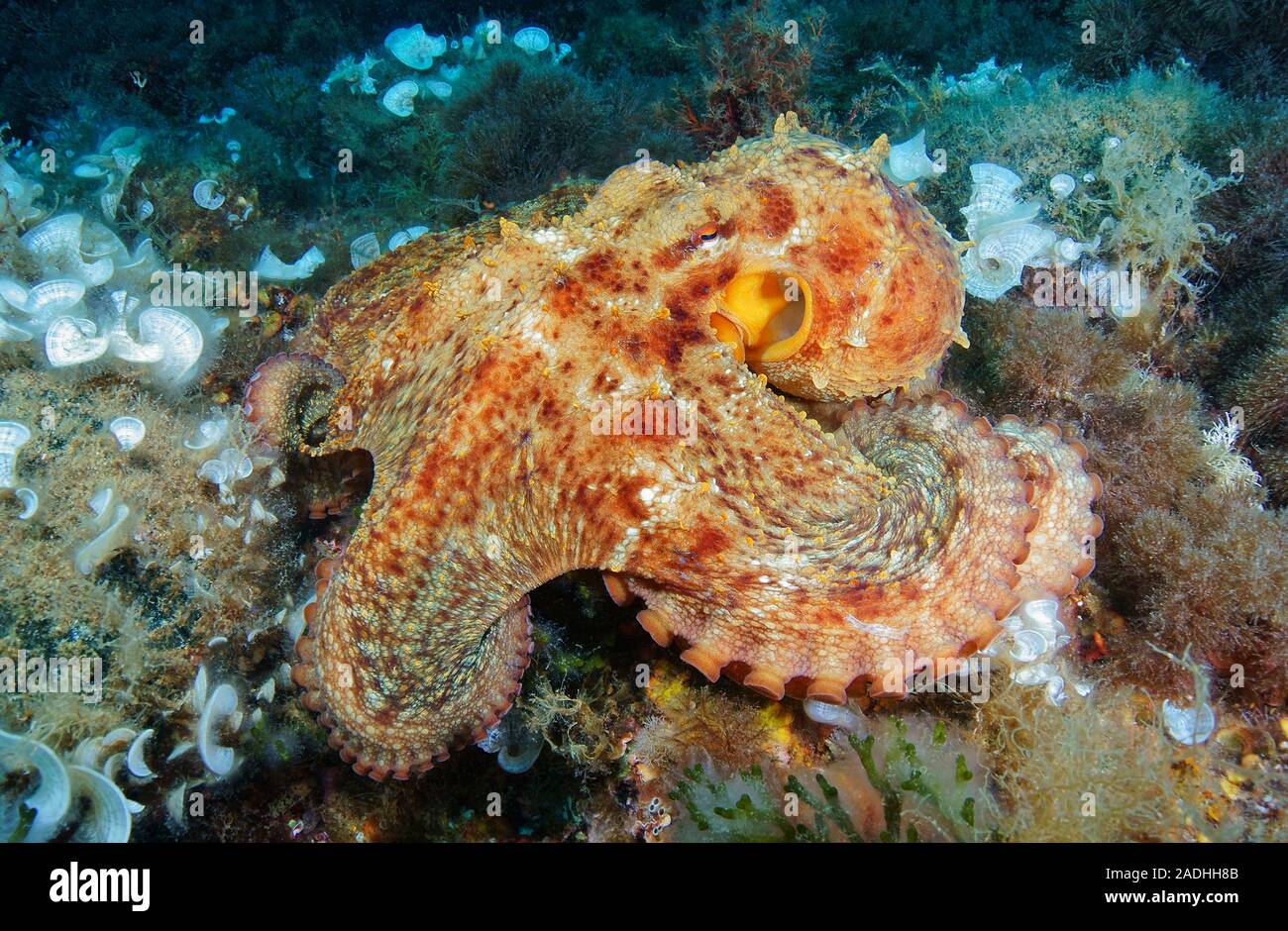 Polpo (Octopus vulgaris), Maiorca, isole Baleari, Spagna Foto Stock