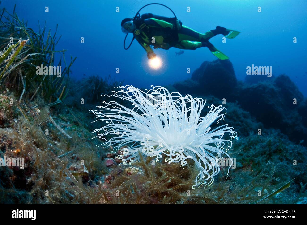 Scuba Diver ad un tubo bianco-dimora (anemone Cerianthus membranaceus), il parco marino Dragonera, Sant Elm, Maiorca, isole Baleari, Spagna Foto Stock