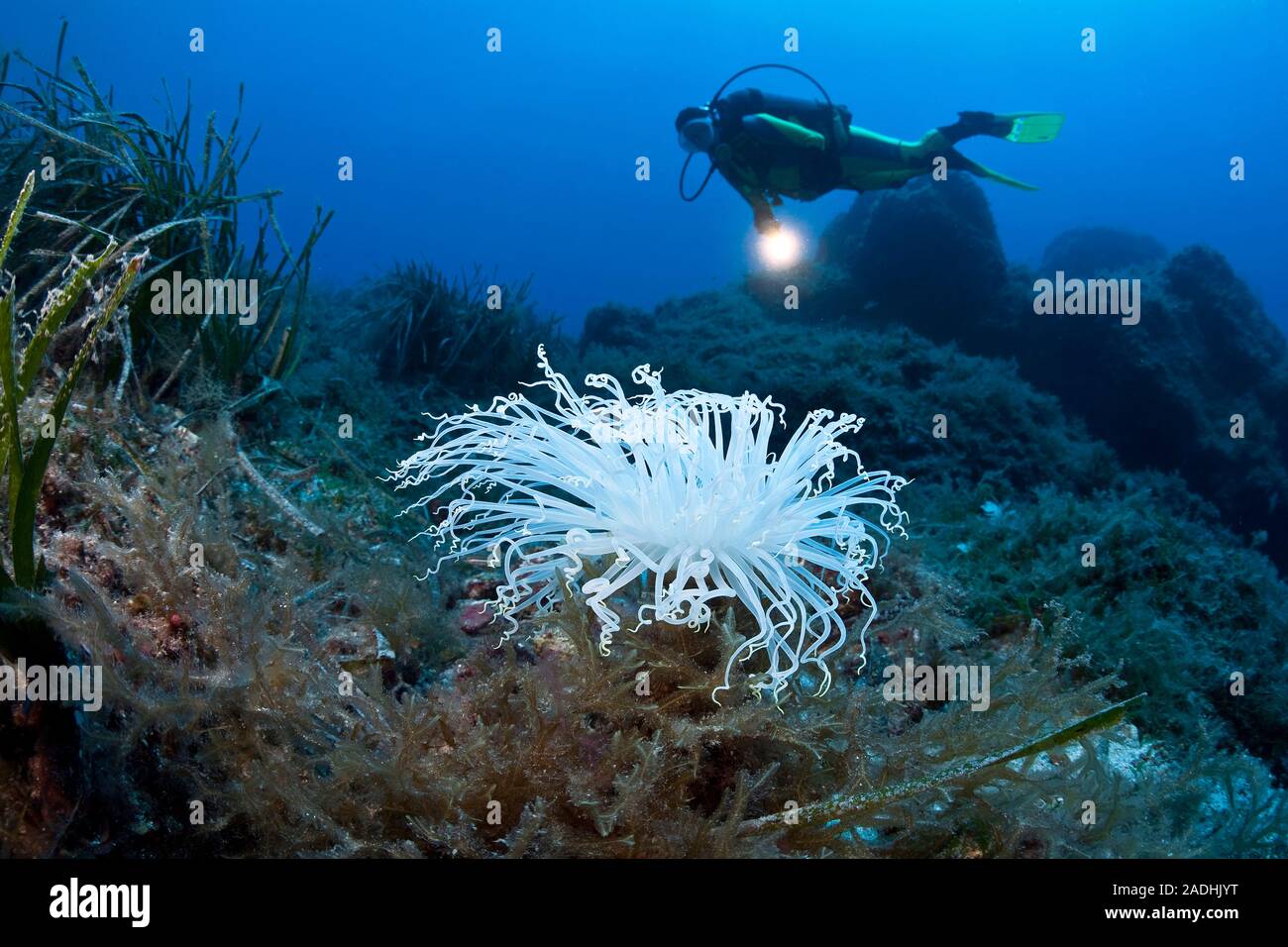 Scuba Diver ad un tubo bianco-dimora (anemone Cerianthus membranaceus), il parco marino Dragonera, Sant Elm, Maiorca, isole Baleari, Spagna Foto Stock